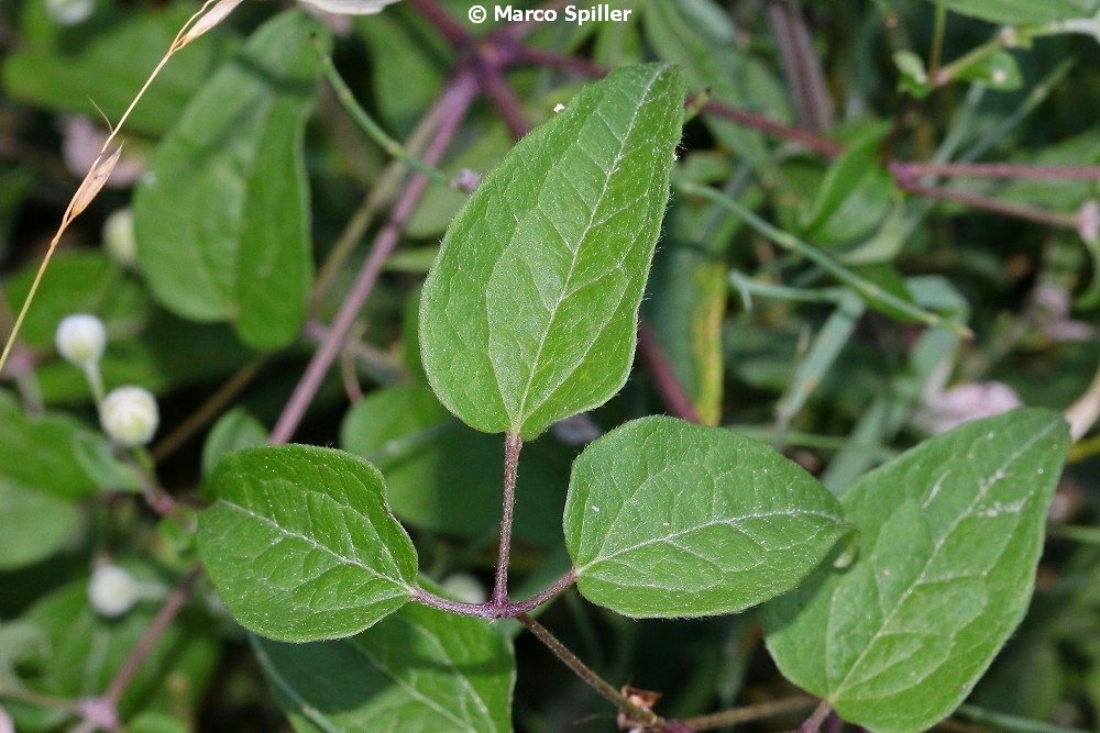 Clematis vitalba